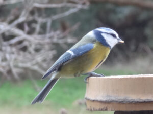 Blaumeise an Futterplatz