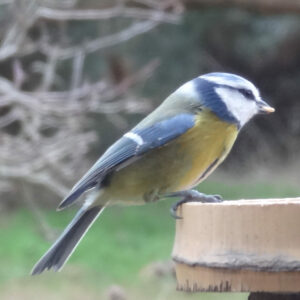 Blaumeise an Futterplatz