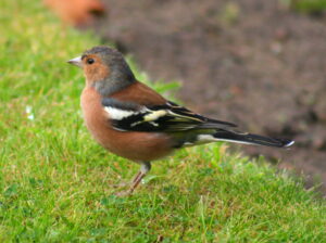 Buchfink auf wiese