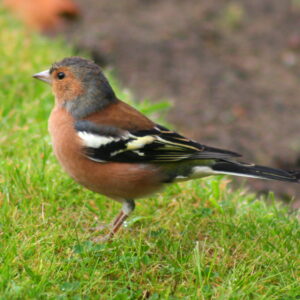 Buchfink auf wiese