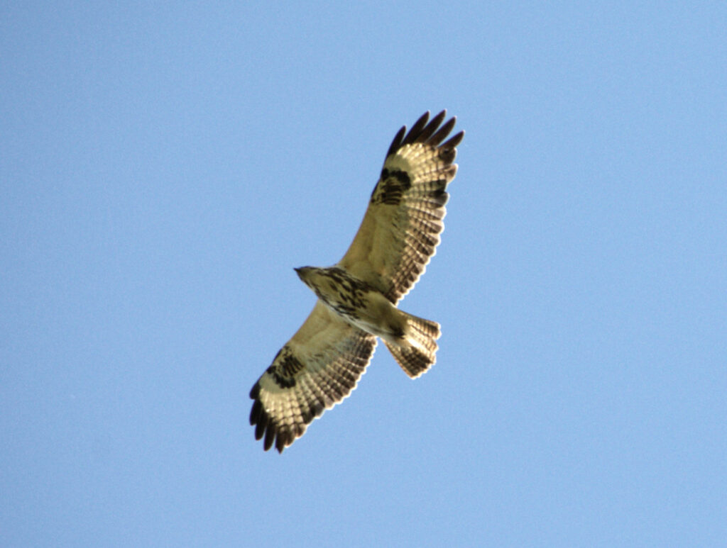 Fliegender Bussard am blauen Himmel