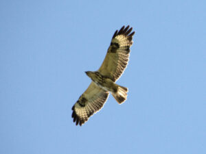 Fliegender Bussard am blauen Himmel