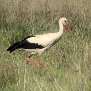 Weißstorch auf Wiese