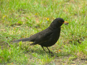 Amsel auf Wiese