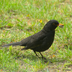 Amsel auf Wiese