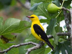 Pirol (Männchen) auf Zweig