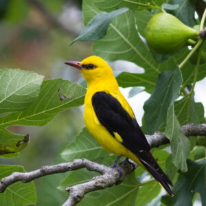 Pirol (Männchen) auf Zweig
