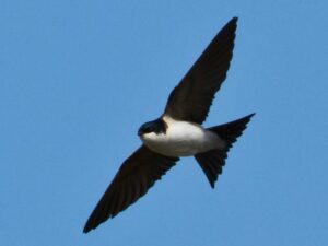 Mehlschwalbe im Flug