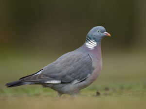 Ringeltaube auf Wiese