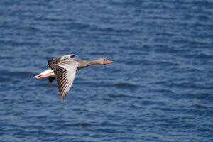 Graugans im Flug
