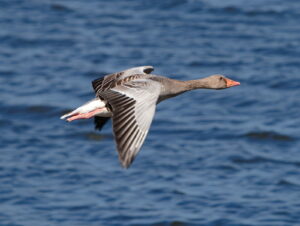 Graugans im Flug