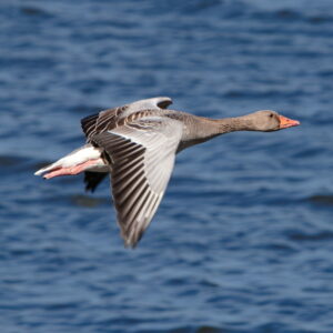 Graugans im Flug