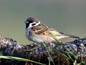 Feldsperling auf Ast