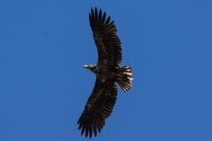 fliegender Seeadler