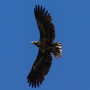 fliegender Seeadler