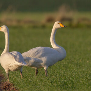 Singschwan