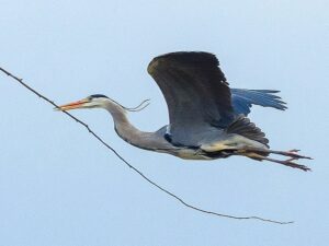 fliegender Graureiher