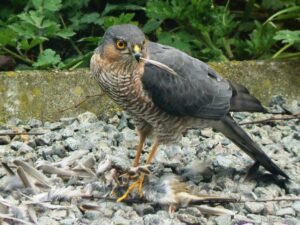 Sperber mit Beutevogel