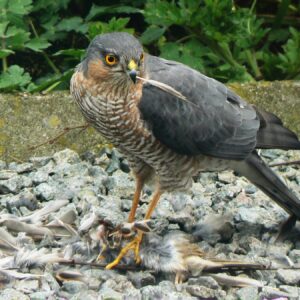 Sperber mit Beutevogel