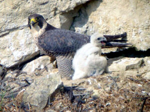 Wanderfalke im Horst mit Jungvogel
