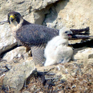 Wanderfalke im Horst mit Jungvogel